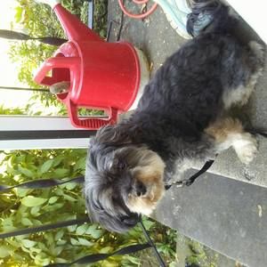 Meet your Posher, Dawn